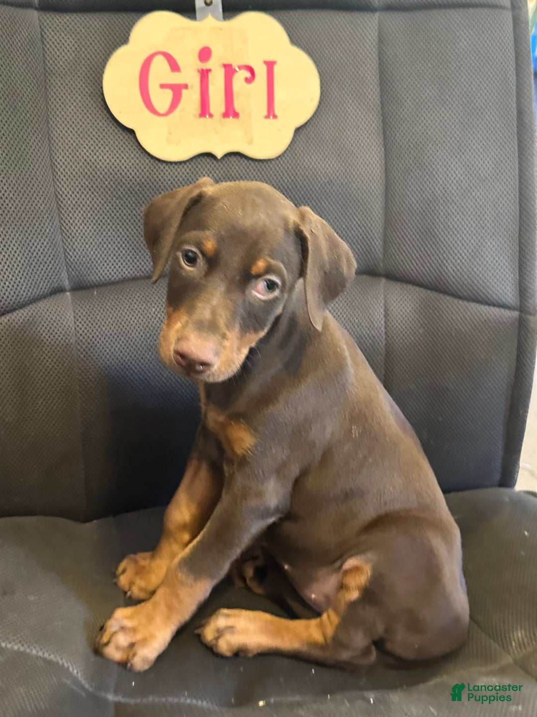 Doberman Pinscher dogs for sale: Vivian - Image 4