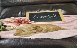 Mini Goldendoodle dogs for sale: Tinkerbell - Image 9