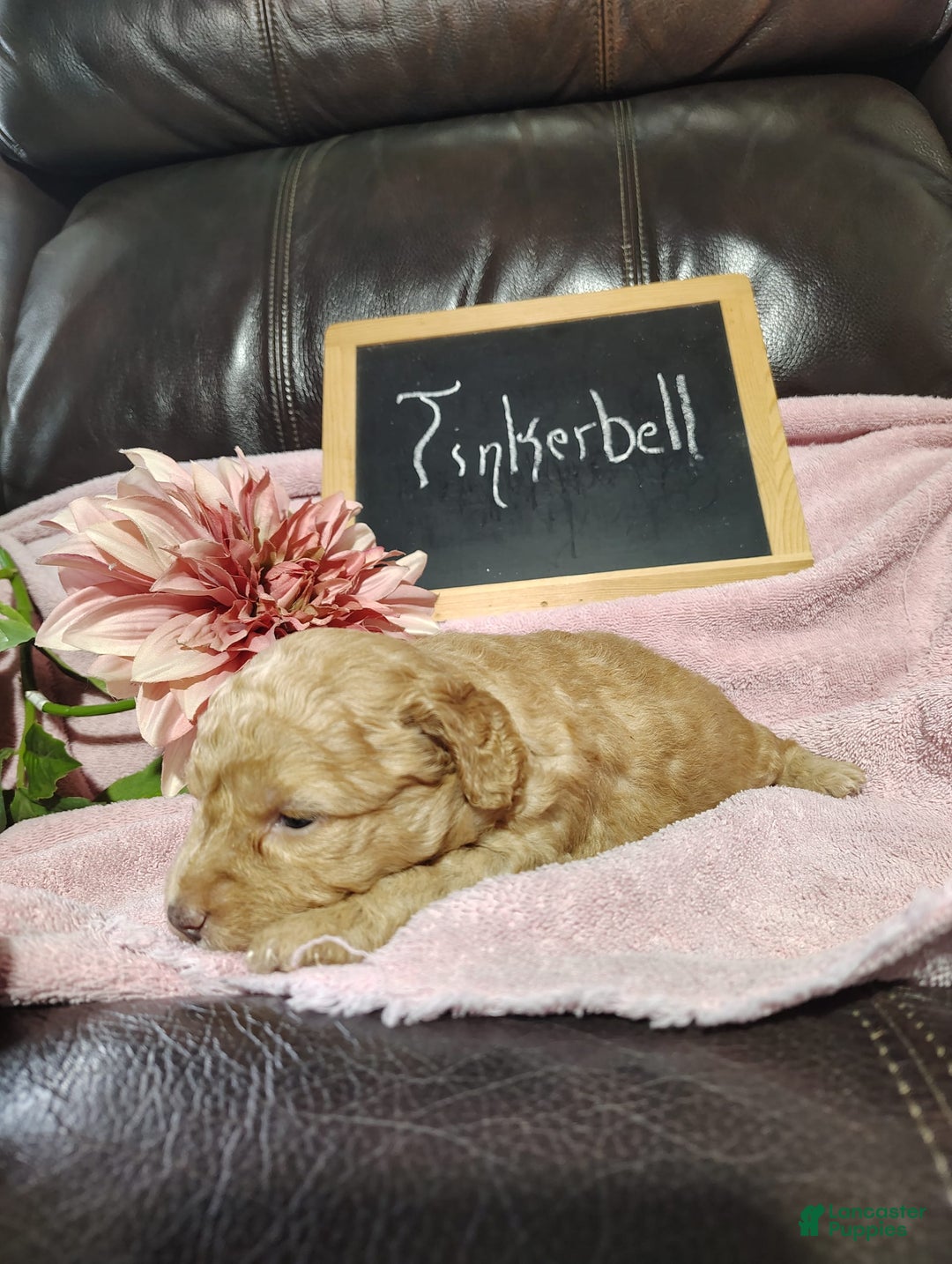 Mini Goldendoodle dogs for sale: Tinkerbell - Image 9