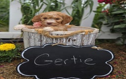 Bernedoodle dogs for sale: Gertie - Image 4