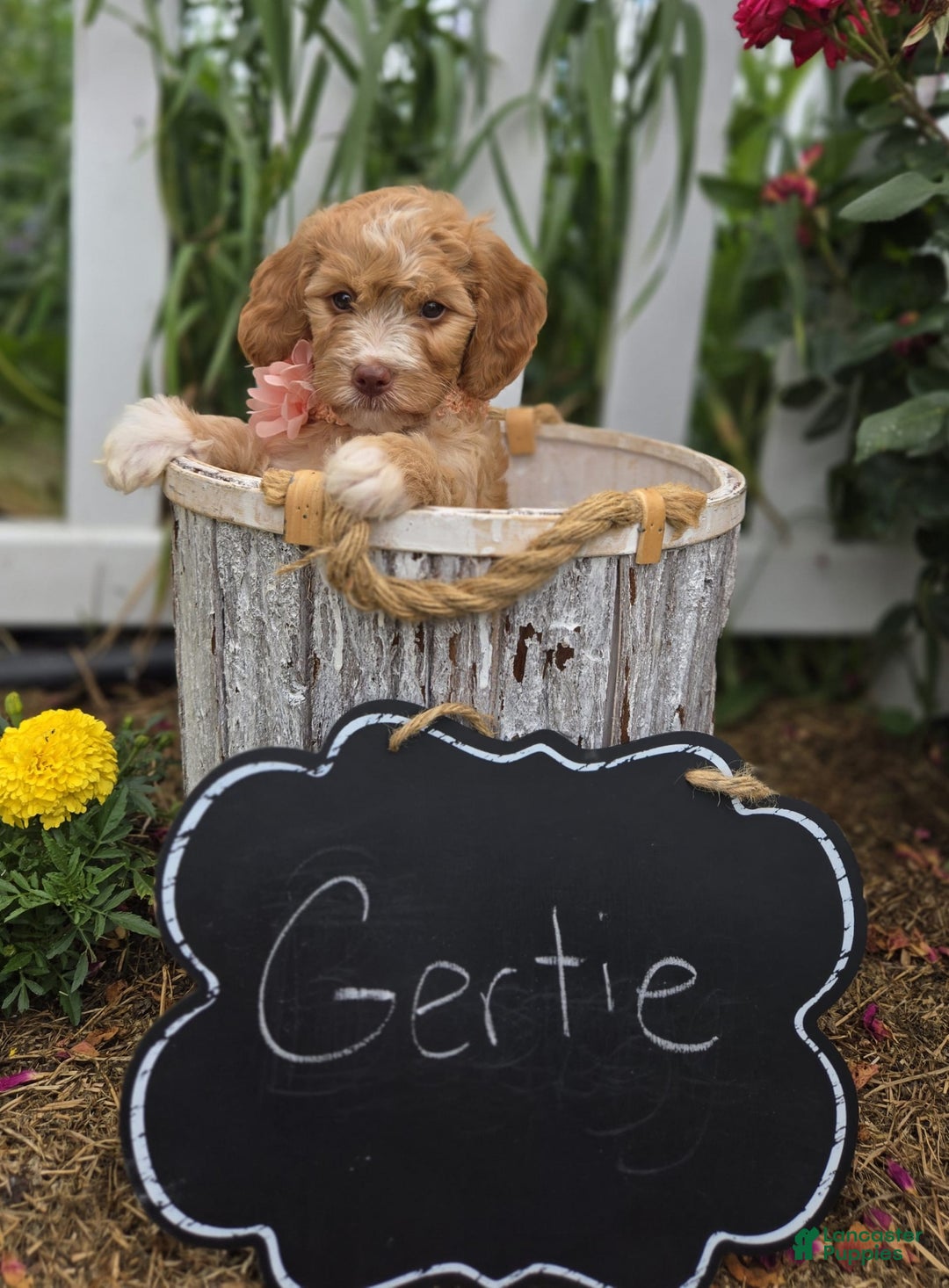 Bernedoodle dogs for sale: Gertie - Image 4