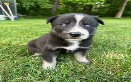 Gerberian Shepsky dogs for sale: Princess - Image 1