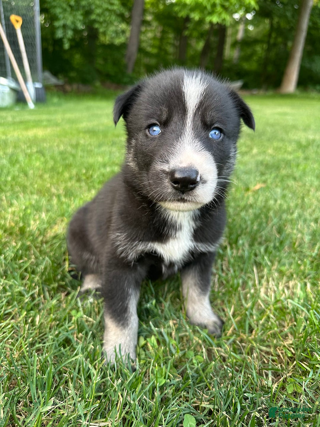 Gerberian Shepsky dogs for sale: Princess - Image 1