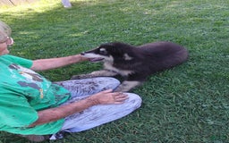 Alaskan Malamute dogs for sale: Puppy 1 - Image 7