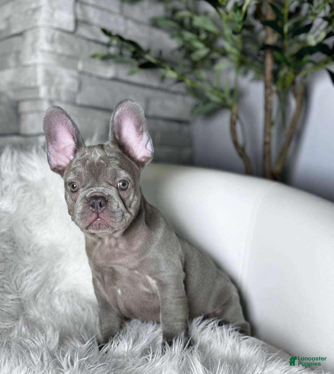 French Bulldog dogs for sale: Hunter - Image 4