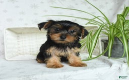 Yorkshire Terrier dogs for sale: Yorkshire Terrier 4 puppies - Image 18