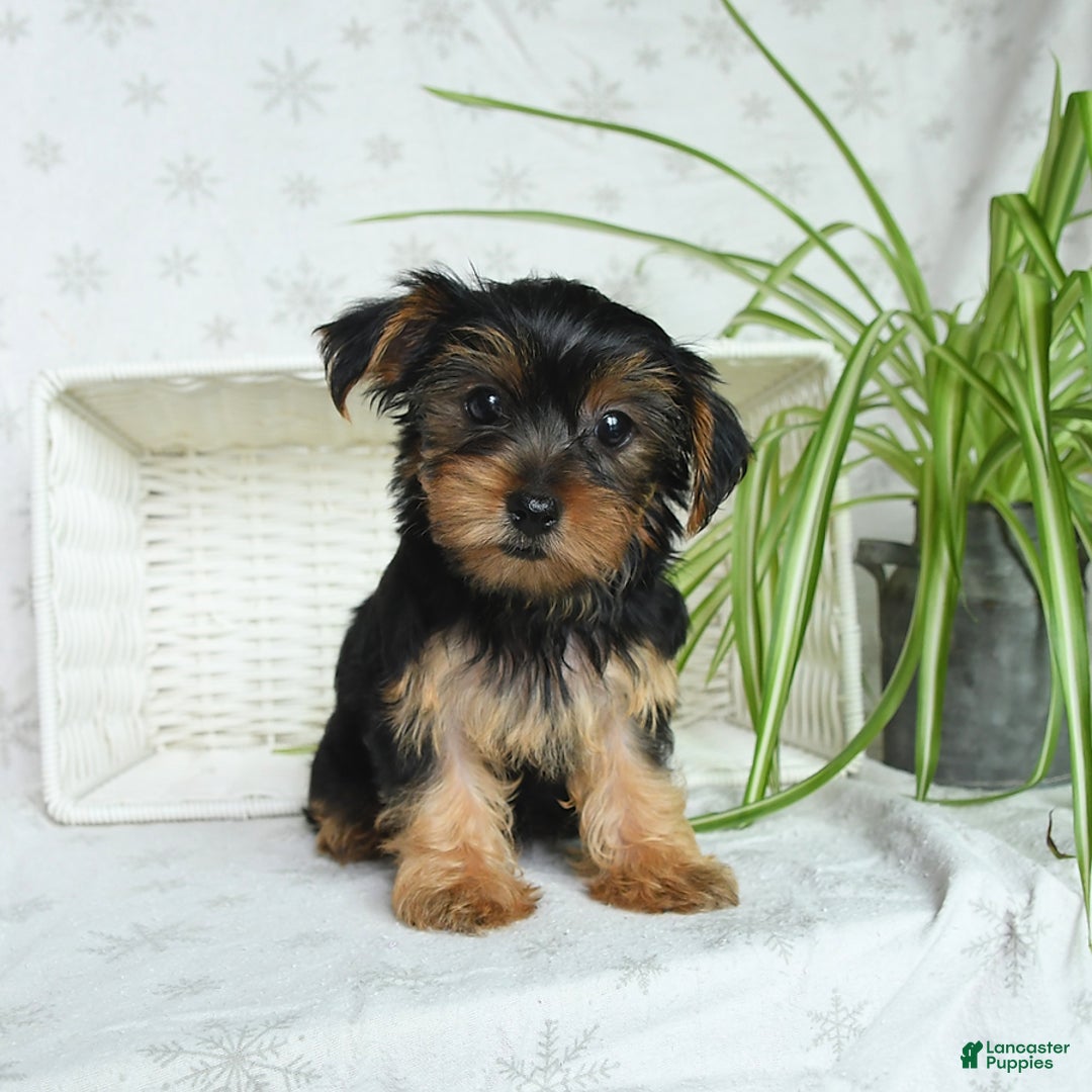 Yorkshire Terrier dogs for sale: Yorkshire Terrier 4 puppies - Image 18