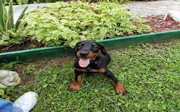 Doberman Pinscher dogs for sale: Champ - Image 5