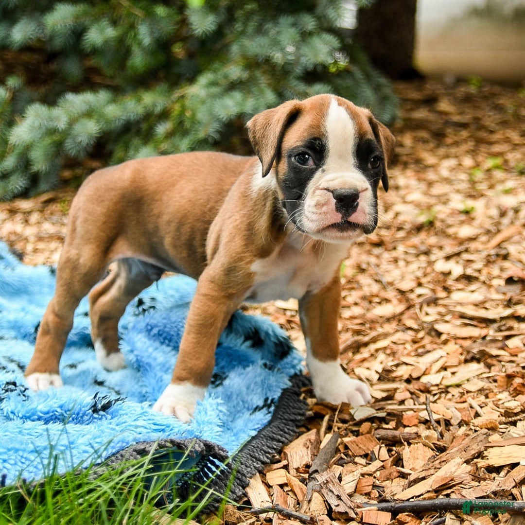 Boxer dogs for sale: Happy - Image 2