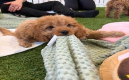 Cavapoo dogs for sale: Lara - Image 1