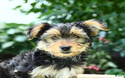 Yorkshire Terrier dogs for sale: Barkley - Image 15