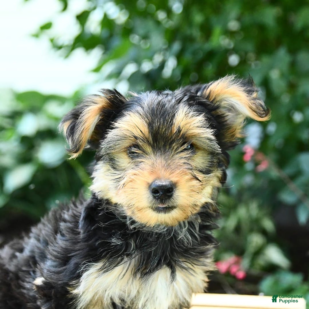 Yorkshire Terrier dogs for sale: Barkley - Image 15