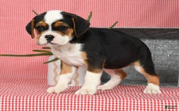 Beabull dogs for sale: Winnie - Image 2