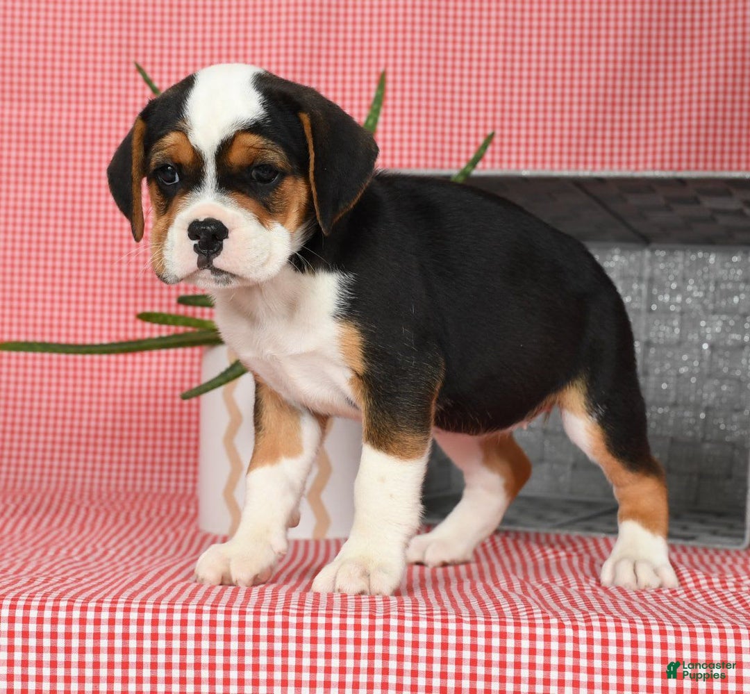 Beabull dogs for sale: Winnie - Image 2