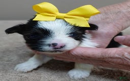 Yorkshire Terrier dogs for sale: Beckham - Image 16