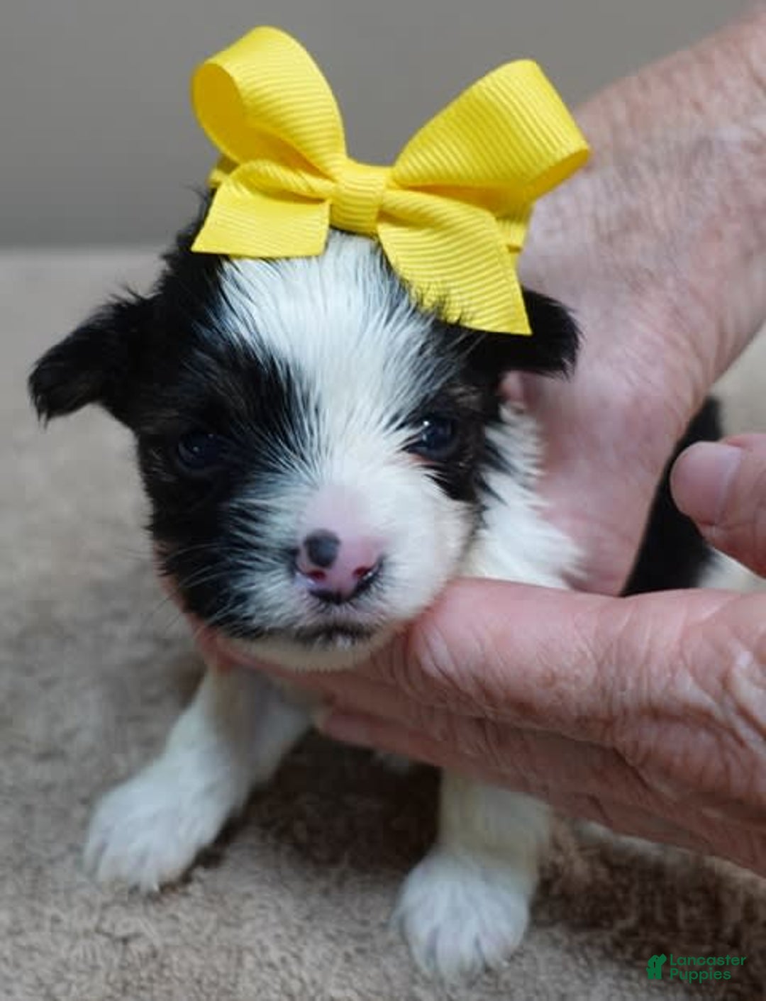 Yorkshire Terrier dogs for sale: Beckham - Image 16