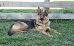 German Shepherd dogs for sale: Duke - Image 6