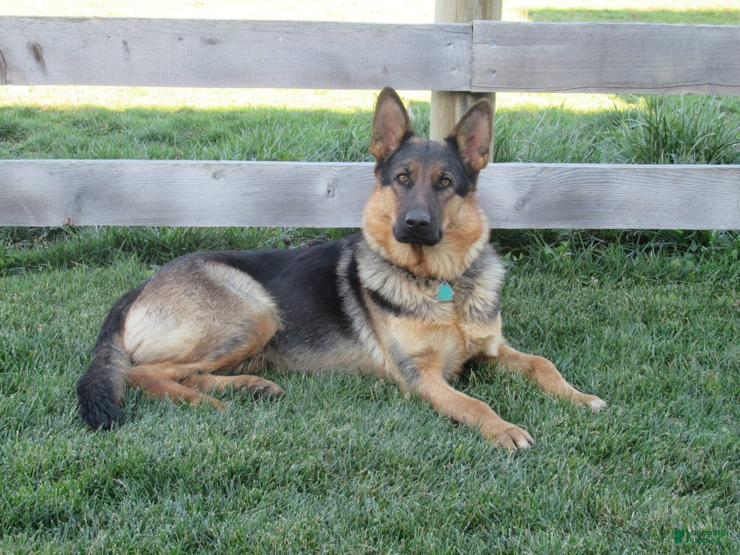 German Shepherd dogs for sale: Duke - Image 6