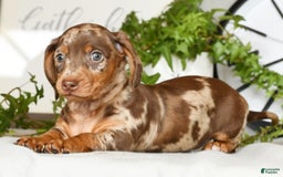 Miniature Dachshund dogs for sale: Gunner - Image 5