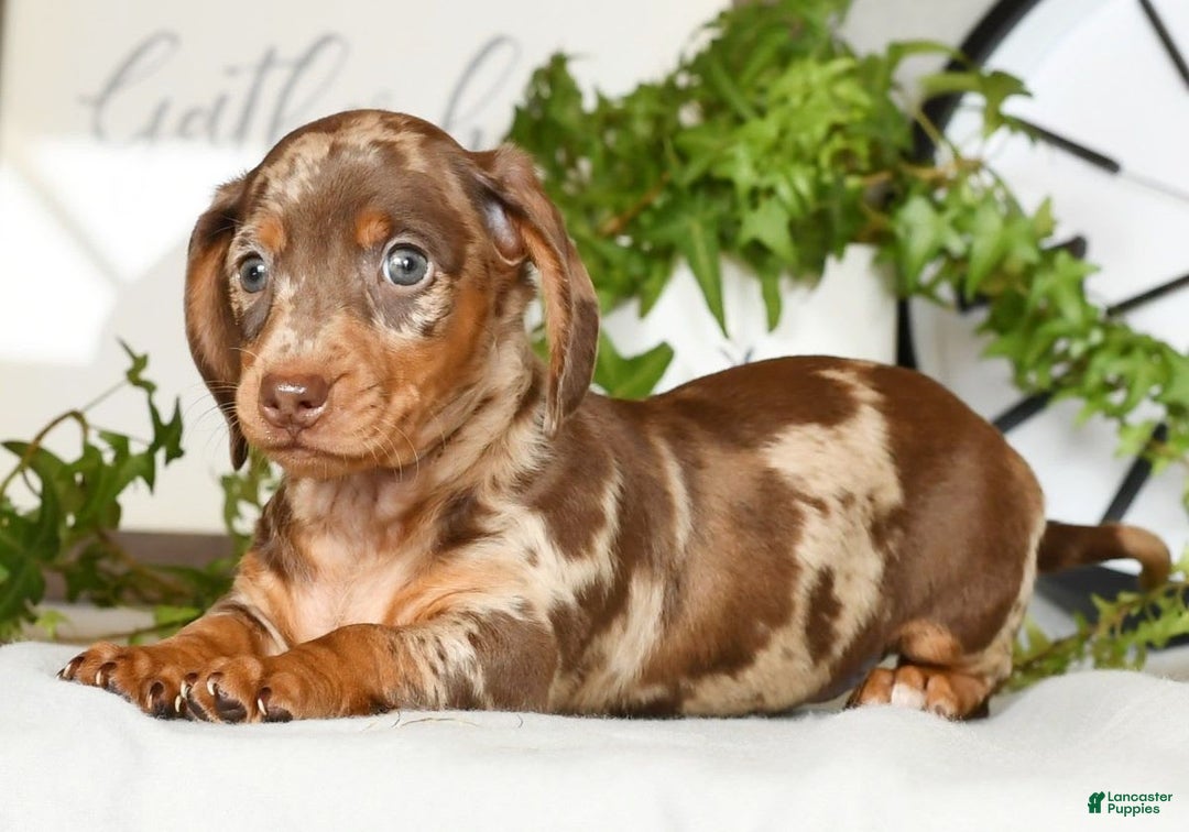 Miniature Dachshund dogs for sale: Gunner - Image 5