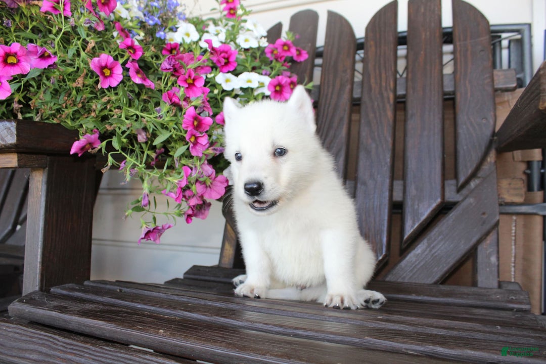 German Shepherd dogs for sale: James - Image 5