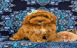 Cockapoo dogs for sale: Dustee - Image 8
