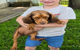 Beaglier dogs for sale: Wren - Image 3