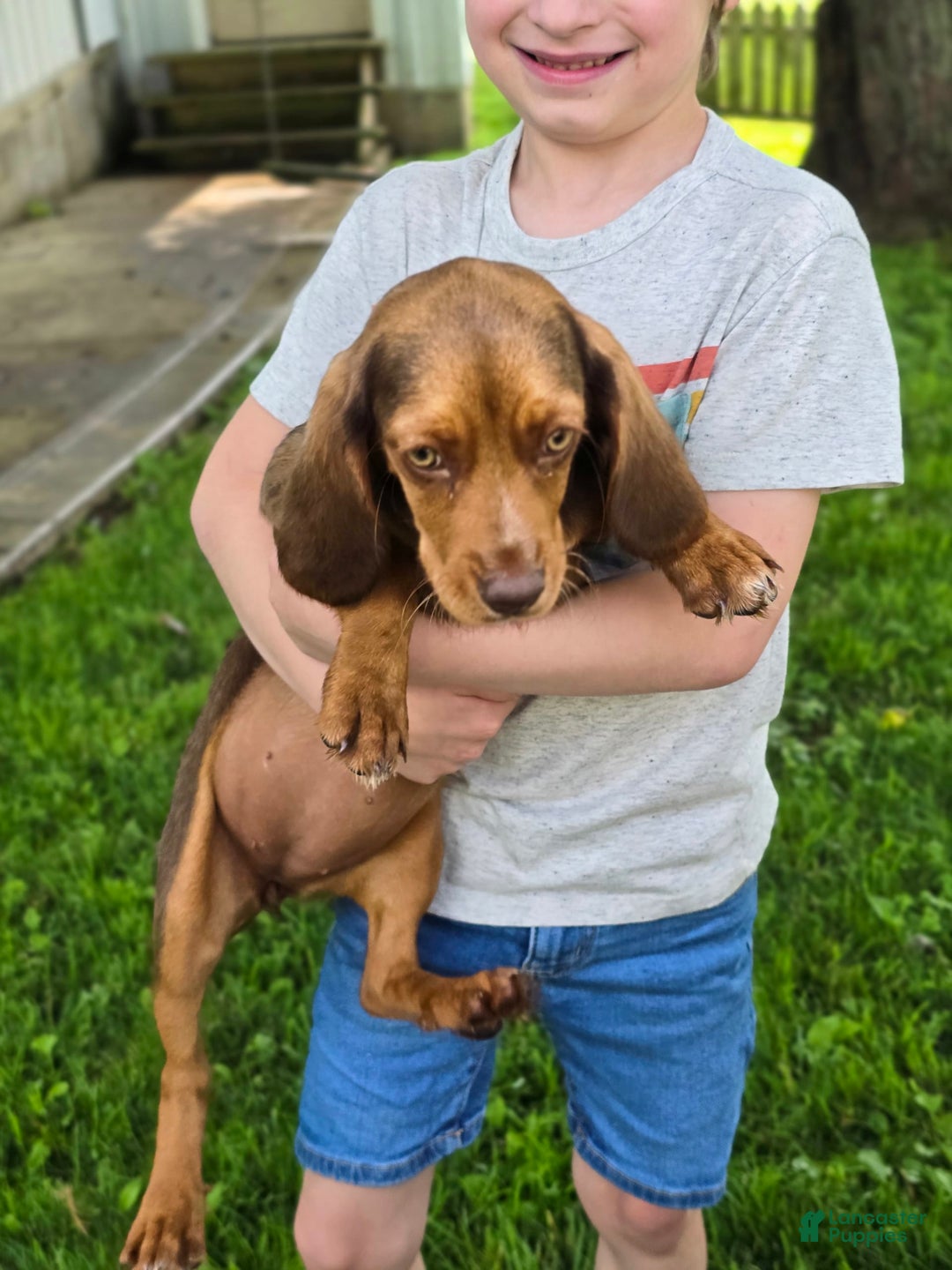 Beaglier dogs for sale: Wren - Image 3