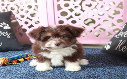 Mini Aussiedoodle dogs for sale: Phoenix - Image 1