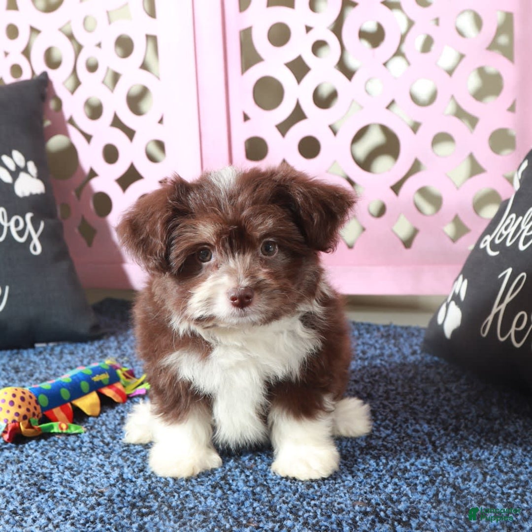 Mini Aussiedoodle dogs for sale: Phoenix - Image 1