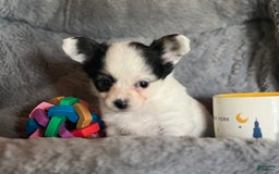 Biewer Terrier dogs for sale: Molly - Image 3