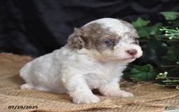 Cavapoo dogs for sale: Anneka - Image 4