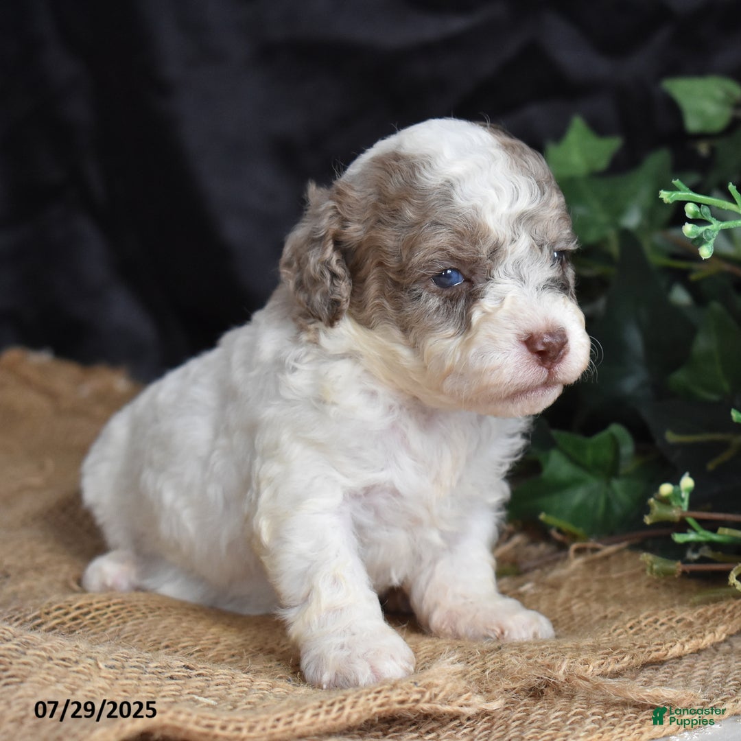Cavapoo dogs for sale: Anneka - Image 4