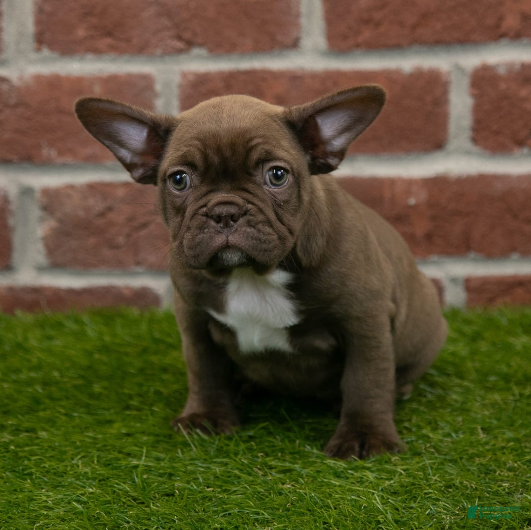 Frenchton dogs for sale: Bonnie - Image 4