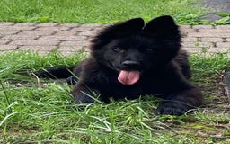 German Shepherd dogs for sale: Chloe - Image 2