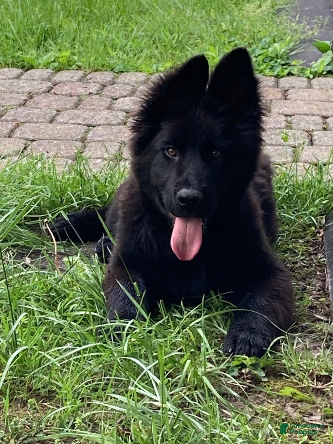 German Shepherd dogs for sale: Chloe - Image 2
