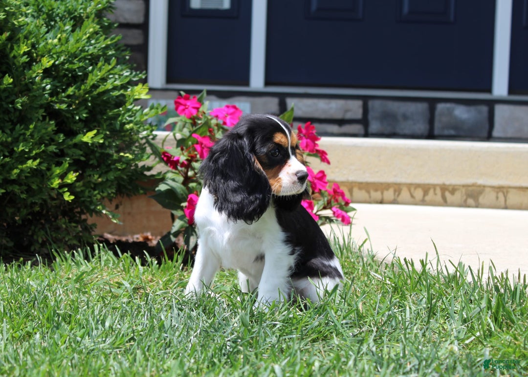 Cavalier King Charles Spaniel dogs for sale: Bear - Image 20