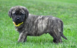 English Mastiff dogs for sale: Vance - Image 5