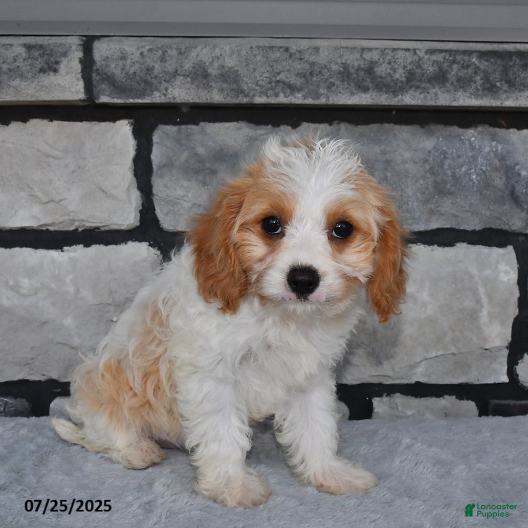 Cavapoo dogs for sale: Cassie - Image 4