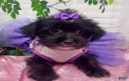 Shorkie dogs for sale: Little Prada - Image 9