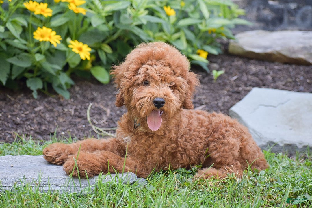 Miniature Poodle dogs for sale: Malcolm - Image 2