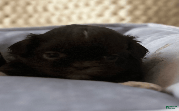 Shih Tzu dogs for sale - Ad 4