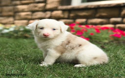 Australian Shepherd dogs for sale: Australian Shepherd 10 puppies - Image 30