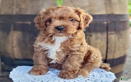 Cavapoo dogs for sale: Bennie - Image 3