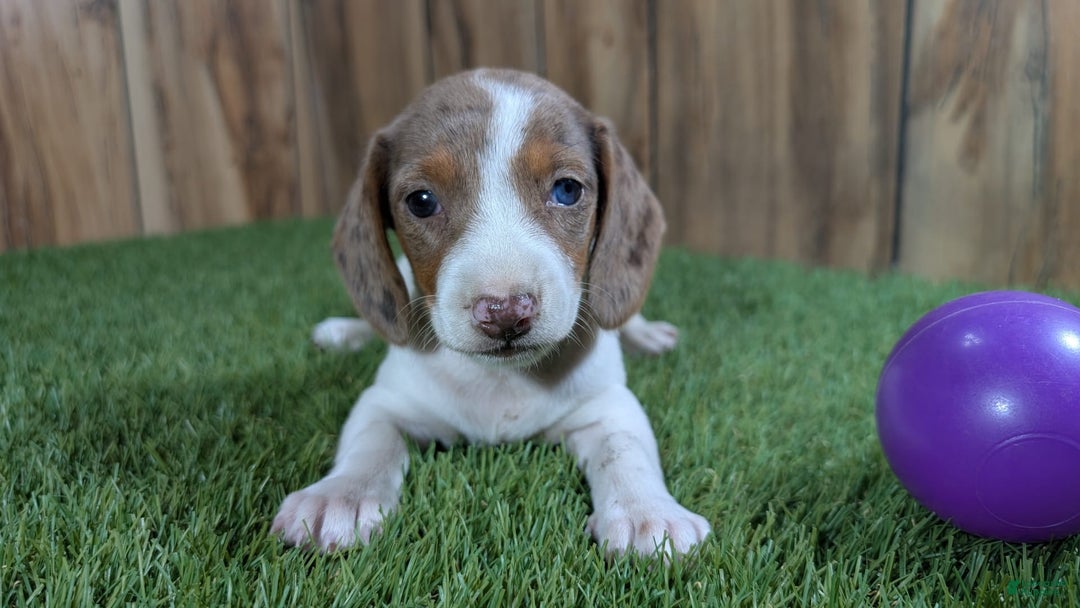 Dachshund dogs for sale: Tiny Girl 2 - Image 3