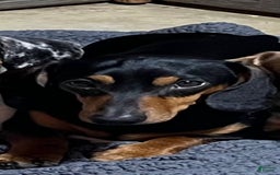 Miniature Dachshund dogs for sale: Brown And Tan Male - Image 4