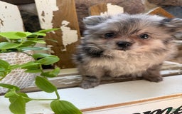 Pomeranian dogs for sale: Rusty - Image 6