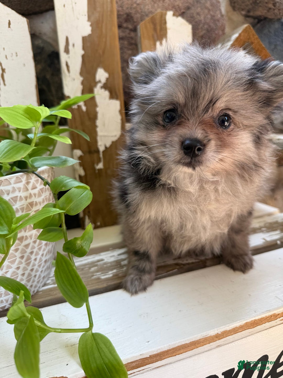 Pomeranian dogs for sale: Rusty - Image 6