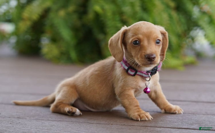 Miniature Dachshund dogs for sale - Ad 2