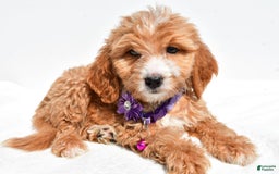 Mini Goldendoodle dogs for sale: Trixie - Image 5